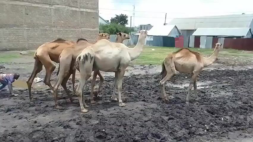 A boy with a stick herds four camels through a muddy area with buildings in the background. The camels are various shades of brown and off-white. The ground is covered in dark mud. The boy is on the left side of the frame, moving toward the right, urging the camels forward. The buildings in the background are a mix of concrete and metal structures. A sign for a church is visible on one of the buildings. The sky is overcast.