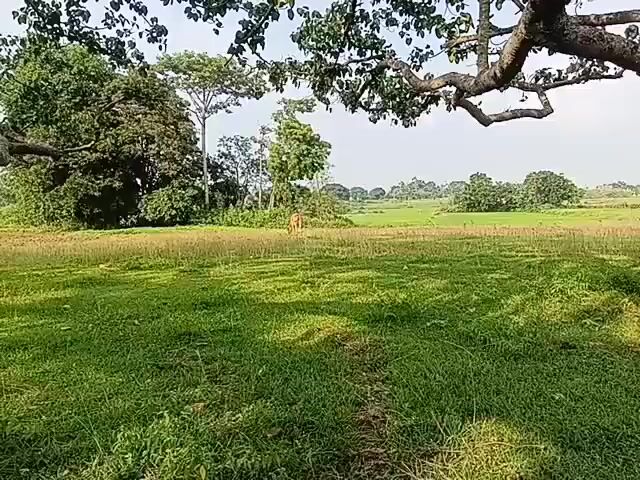 The video shows an outdoor scene with lush green grass in the foreground. A large tree with thick branches and leaves is prominently featured in the upper portion of the frame, casting shadows on the grass. In the middle ground, there is a field with some dry vegetation and a few scattered trees. In the distance, there are more trees and a cloudy sky. A light-colored animal, possibly a cow or a deer, is visible in the field, standing near the center. The overall impression is a serene and natural landscape.