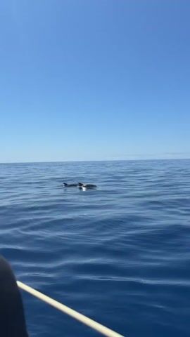The video shows a view from a boat on the ocean under a clear blue sky. Several dolphins are visible swimming in the distance. The dolphins swim for a moment, then disappear under the surface of the water.  A white pole from the boat is visible in the bottom of the frame.
