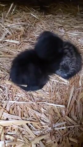 Two very young kittens are nestled together on a bed of straw or hay. One kitten is predominantly black, while the other is a tabby with grey and brown stripes. They are both small, indicating they are newborns or very young. The kittens appear to be sleeping or resting, with minimal movement throughout the short clip. The setting suggests an indoor, rustic environment, possibly a barn or shed, with dim lighting. No other subjects or objects are visible. There is no discernible text. The scene is peaceful and quiet.