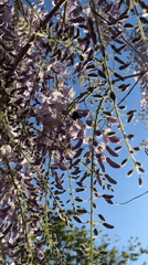 Spring blooms documented: wisteria vines and garden flowers captured