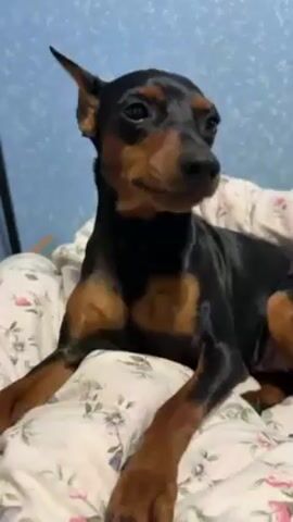 A small black and tan dog sits on a bed with floral patterned sheets. The dog has pointed ears, a smooth coat, and is looking directly at the camera. The background includes a light blue wall and a dark object leaning against it.