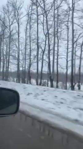 The video depicts a view from inside a car moving along a snow-covered road. The scenery outside is dominated by a winter landscape with bare trees along the roadside. The sky is overcast, contributing to a muted, wintry atmosphere. The car's side mirror is visible, providing a glimpse of the vehicle itself. The focus is on the passing scenery, emphasizing the snowy and bare winter conditions.