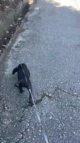 A black dog is being walked on a leash down a cracked asphalt path. The dog is facing away from the camera and appears to be a puppy. To the left of the path is a curb with some dry leaves and debris. Sunlight casts shadows on the path. The scene appears to be outdoors on a sunny day.