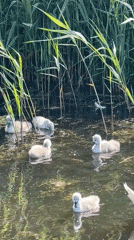 Swan family spotted with cygnets in Noordwijk canal