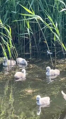 Swan family spotted with cygnets in Noordwijk canal