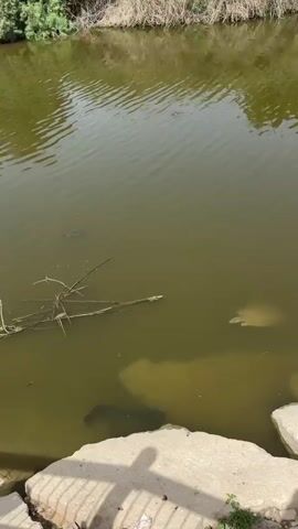 The video shows a few turtles in a body of water that appears to be a pond or small lake. The water is greenish-brown. Some branches are submerged on the left side of the frame. There are light-colored rocks on the bottom and along the near edge of the water. Grass and weeds grow along the far edge of the water. The shadow of a person is visible on the rocks in the foreground. Two turtles are swimming towards the foreground.