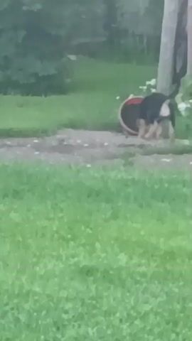 A dog is sniffing around a large, reddish-pink pot in a grassy yard. The dog sniffs the pot, then puts its head inside for a moment before backing out. The dog circles the pot and then the video ends.