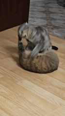 Scottish Fold and tabby cats mid-wrestle on a wooden floor