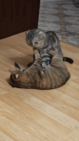 Scottish Fold and tabby cats mid-wrestle on a wooden floor
