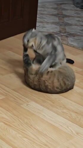 Scottish Fold and tabby cats mid-wrestle on a wooden floor