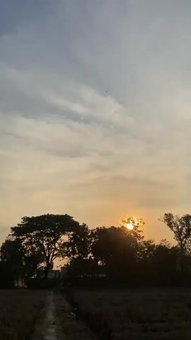 The video captures a sunset over a rural landscape. The sun is partially obscured by trees, casting a warm glow on the sky. The foreground shows a dark, dry field with a narrow path leading into the distance. Silhouetted trees of varying heights line the horizon, creating a stark contrast against the bright sky. Clouds are present in the sky, appearing wispy and stretched across the frame. A small bird can be seen flying in the sky towards the right side of the frame. The overall mood is peaceful and serene, typical of a rural evening scene.