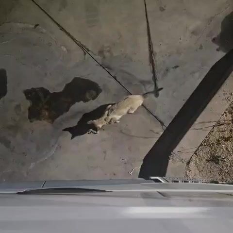 A light-colored cat with dark points is lying on a concrete surface, likely a driveway or patio. The cat is partially obscured by shadows cast from overhead lighting. To the left of the cat, there are two dark, irregular shapes on the concrete that appear to be wet patches, possibly water or spilled liquid. The cat is facing towards the left side of the frame and its body is elongated. The camera appears to be positioned from a high vantage point, looking down at the scene. The foreground of the image shows the edge of a white surface, which could be the hood of a vehicle. The overall environment is dimly lit, suggesting it might be nighttime or a shaded area.