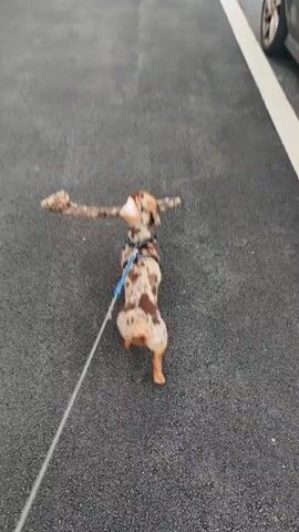 The video shows a dapple-coated dachshund walking on an asphalt path, carrying a large stick horizontally in its mouth. The dog is wearing a blue and black harness and is attached to a white leash. The path appears to be a paved walkway, possibly in a park or recreational area, with grass and some gravel visible on the right side. A white line delineates the edge of the path. The scene is outdoors, and the lighting suggests it could be daytime, possibly late afternoon or early evening. The dog's posture and the way it's carrying the stick indicate a playful or determined demeanor, suggesting it enjoys its walk and carrying the found item. No text is visible in the video. The overall setting appears to be Locking Parklands in the United Kingdom, based on the provided context.