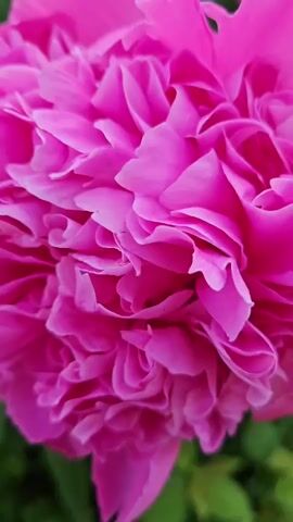The video showcases a vibrant cluster of bright pink peonies in full bloom. The camera starts with a close-up on a single peony, highlighting the intricate layers of its petals. It then pans out to reveal a bush laden with numerous peony flowers and buds, interspersed with lush green foliage. The background consists of green grass, other plants, and a hint of a gravel path and a fence, suggesting an outdoor garden setting. The lighting appears natural, indicating it could be daytime with soft, diffused sunlight, possibly a cloudy day or early morning/late afternoon. There are no people or discernible objects other than the plants themselves. The overall mood is serene and visually appealing, emphasizing the beauty of nature. The location is identified as Kibuna, Estonia.