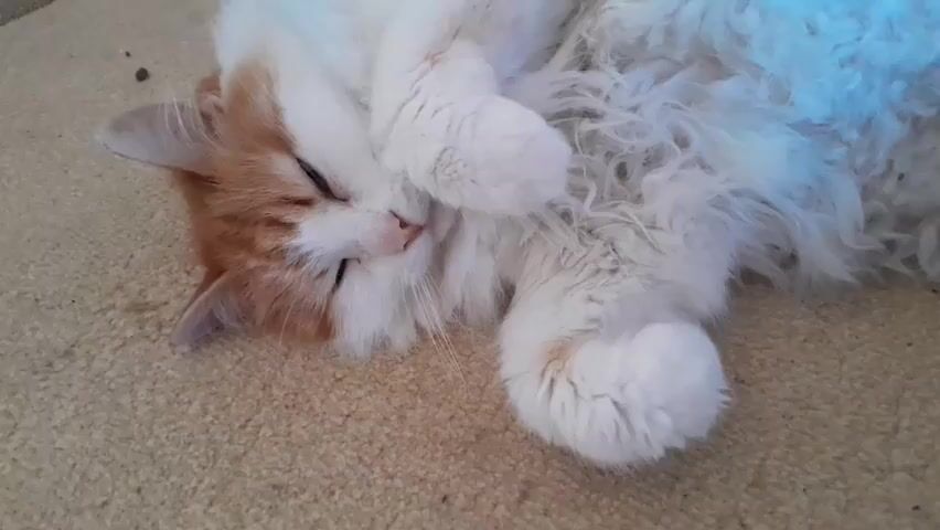 A ginger and white cat with closed eyes is lying on its back on a tan carpet. Its paws are curled up near its face, and its long, fluffy white fur is visible. The cat appears to be sleeping or resting.