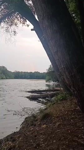 A video begins with a view of a lake with trees on the left and right sides. The water is calm and reflects the overcast sky. On the right side of the frame, a large tree trunk dominates the foreground, with its bark textured and rough. To the left of the tree, the lake stretches out, with a faint rainbow visible in the distance across the water. The shoreline on the right is covered in dry leaves and some green vegetation. A few logs are partially submerged in the water near the shore. The overall atmosphere is tranquil and natural.