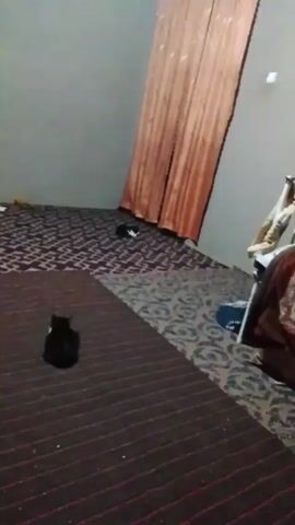 A poorly-lit room is seen from a low angle, with a dark-colored patterned carpet covering the floor. Two cats are visible in the room. One black cat sits in the foreground on the lower-left, and another white and dark-colored cat lies down near the back of the room. The room's walls are plain and white. In the background, long, light-orange curtains hang down to the right. To the right of the curtains is a ladder with some objects draped over it. A voice is heard making kissing noises and calling to the cat.