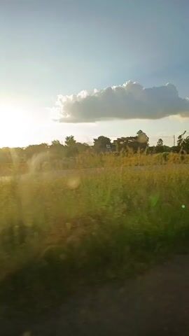 The video shows a rural scene viewed from a moving vehicle, likely a car or truck. The time of day appears to be late afternoon or early evening, based on the low angle of the sun and the warm, golden light. The landscape consists of a field of tall, golden grass, interspersed with trees and bushes along the horizon. A road runs parallel to the vehicle's path. As the vehicle progresses, a white truck passes in the opposite direction. The sky is bright blue with scattered clouds. A bird flies overhead. The overall impression is one of a peaceful, sunny day in the countryside.