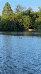 Swans and ducks observed on Strasbourg lake during evening