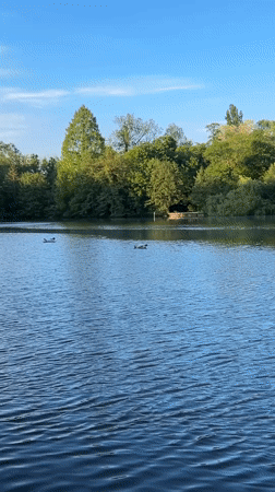 Swans and ducks observed on Strasbourg lake during evening
