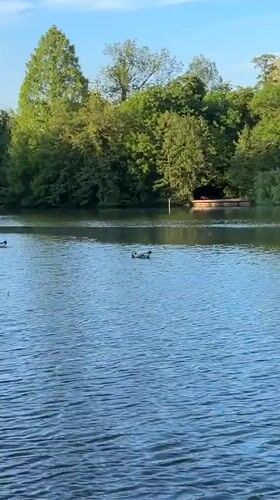 Swans and ducks observed on Strasbourg lake during evening