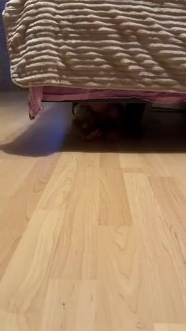 A person is lying on the floor underneath a bed. They are looking towards the camera and appear to be playing a game of hide-and-seek. The floor is made of light-colored wood planks. The bed has a beige, textured comforter. The person is wearing a light-colored shirt with stripes on the sleeves.