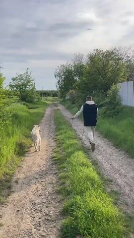 A person and a dog walk away from the camera down a dirt road bordered by green grass and vegetation. The person is wearing light-colored pants, a white sweater, and a dark vest, and carries a stick in their right hand. The dog is light-colored. A white fence is visible on the right. Power lines are in the distance on the left. The sky is overcast.