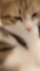 Close-up videos of cat and gummy candies recorded in Limassol