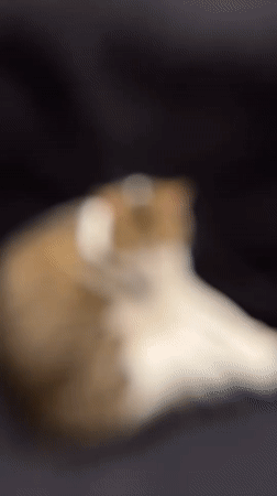 Close-up videos of cat and gummy candies recorded in Limassol