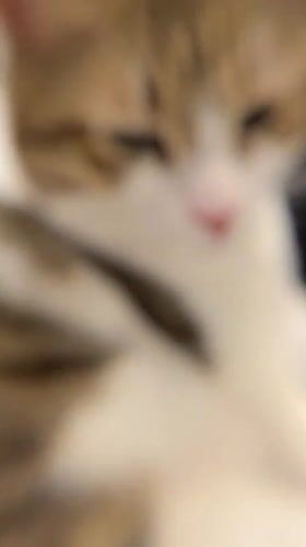 Close-up videos of cat and gummy candies recorded in Limassol