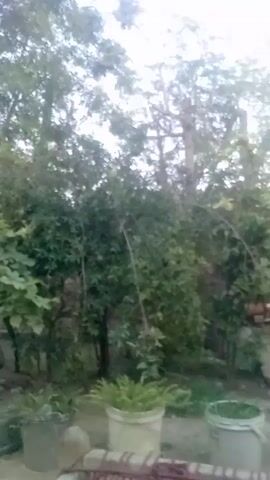 The video begins with a ground-level view of greenery including potted plants and trees against a bright sky. The camera then pans upward to reveal the sky with a small, round object in the distance, possibly the moon or sun. A bird flies across the sky. The view remains focused on the trees and sky.
