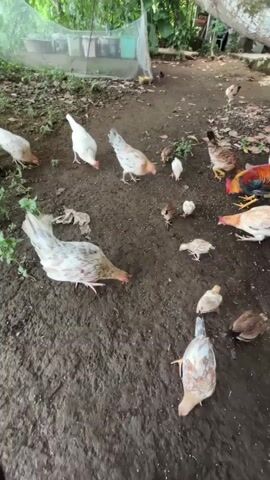 The video shows a flock of chickens and chicks foraging in a dirt area. Several adult chickens, mostly white with some brown and black markings, are pecking at the ground. A few chicks, small and fluffy, are scattered among the adults. In the background, there is some greenery and a net enclosure. The overall scene depicts a rural or farm setting with chickens in their natural environment.