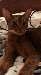 Abyssinian cat lounging on a patterned blanket in Vinnytsia