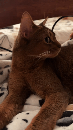 Abyssinian cat lounging on a patterned blanket in Vinnytsia