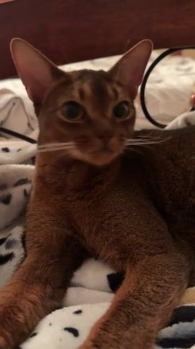 Abyssinian cat lounging on a patterned blanket in Vinnytsia