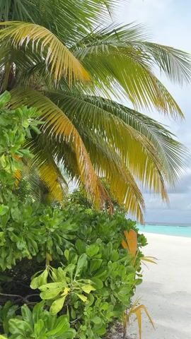 The video begins with a close-up of palm fronds in the foreground, some showing yellowing. Lush green foliage occupies the lower left of the frame. The camera then pans to the right, revealing a white sandy beach leading to the turquoise ocean. The sky is overcast with dramatic grey clouds. The horizon shows a faint line of distant islands or landmasses. The water appears calm, and there are no people or boats visible in the frame. The scene depicts a tropical beach under cloudy skies.