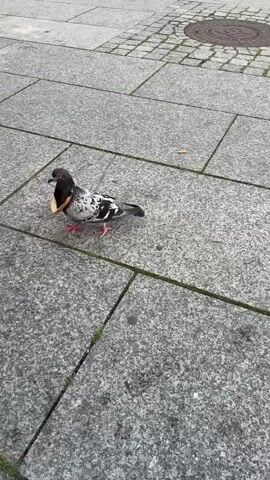 A pigeon is standing on a gray stone sidewalk. The pigeon has a slice of bread around its neck. The pigeon pecks at the bread. The pigeon then walks away.