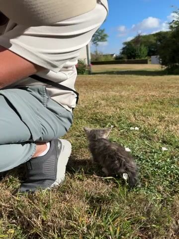 The video shows a person crouching down on a grassy lawn, facing a small, grey kitten. The person's left leg is bent at the knee, and their left foot is on the ground. The person is wearing grey pants and a white shirt. The kitten is sitting on the grass, facing the person. The kitten is small and appears to be young. The background is a blurry green lawn with some trees and a house in the distance. The sun is shining, casting shadows. The person extends their index finger towards the kitten, and the kitten appears to be looking at the finger. The video is short, lasting only a few seconds.