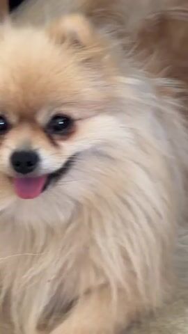 This media file shows a close-up, slightly blurry video of a Pomeranian dog. The dog has light-colored fur, dark eyes, and is looking directly at the camera with its mouth slightly open, revealing its teeth and tongue, giving the impression of a smile or pant. In one frame, a paw is visible resting on a tiled floor. The setting appears to be indoors, with the tiled floor suggesting a kitchen or bathroom. The lighting is neutral, not indicating a specific time of day. No text is visible in the file. The overall tone is lighthearted and playful, capturing the dog's engaging expression. The location context of Dobratycze, Poland, is provided separately and not visually discernible within the media itself.