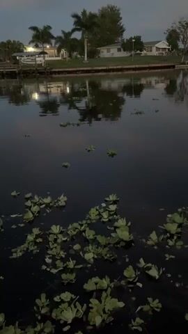 A twilight scene over a dark body of water with scattered aquatic plants. On the far bank, several houses and palm trees are visible, reflected in the water. Lights are on in some of the houses and on a dock to the left. The sky is overcast with a soft, diffused light.