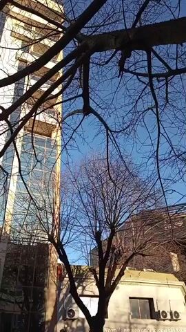 The video shows a view of urban buildings and trees. The camera pans upward, revealing a modern building with a glass facade on the left side and a lower, light-colored building with air conditioning units on the right. In the foreground, bare tree branches frame the scene against a clear blue sky. The perspective suggests the camera is positioned at ground level or slightly lower. There are no people visible in the video. The overall environment appears to be a city street on a sunny day, possibly in autumn or winter due to the bare trees.