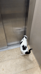 One-eyed cat spotted multiple times around Budva building