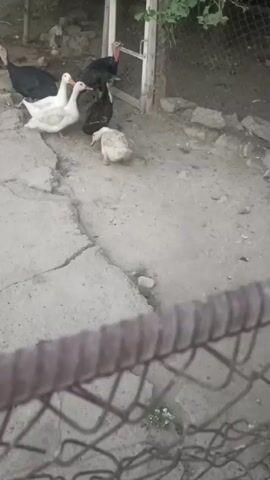 A group of ducks and turkeys are in a dirt yard with concrete patches. A fence encloses the yard, and there is vegetation growing around it. The birds are of various colors, including white, black, and brown. Some of the birds are standing, while others are sitting on the ground. The scene appears to be a farm or a backyard.