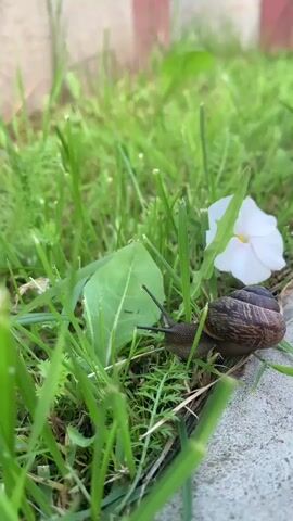 A snail is moving through green grass next to a white flower. The snail's antennae are extended. The background is out of focus.