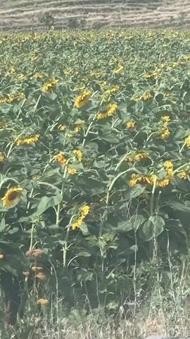 A field of sunflowers is seen with the camera panning from right to left. The sunflowers are in various stages of bloom and many are facing downwards. The background shows a hillside with terraced fields. The lighting suggests it is daytime.