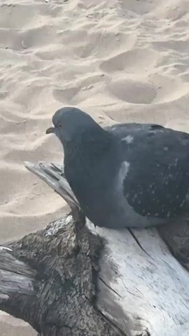 A pigeon with gray and white plumage is perched on a piece of driftwood on a sandy beach. The pigeon is facing left, with its eyes and beak visible. The sand has subtle wave-like patterns, suggesting it is near the water's edge. The lighting suggests it is daytime.