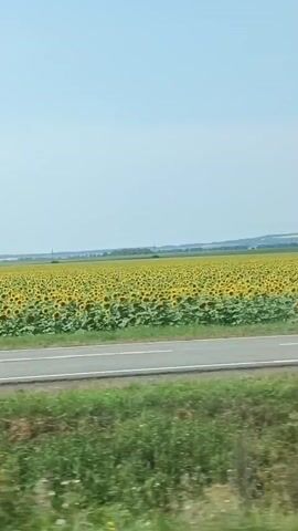 The video shows a vast field of sunflowers stretching across a landscape under a clear sky. A road with white lines runs across the foreground, with a strip of green grass between the road and the sunflower field. In the distance, there are trees and rolling hills. The camera appears to be moving, as the scenery shifts slightly. There are no people or specific actions depicted, other than the implied movement of the camera.