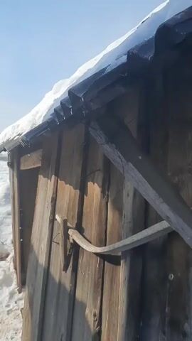 The video shows a wooden outbuilding with a metal roof covered in snow. The roof overhangs the wall, and water droplets are dripping from the edge of the roof. The walls of the building are made of weathered wooden planks. There is a crude wooden support beam attached to the wall. The ground around the building is covered in snow, and the sky is clear and blue.