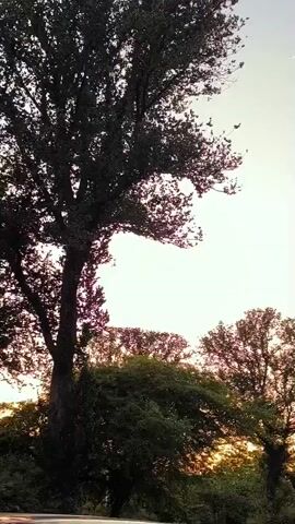 The video is a short, vertical clip filmed at sunset. The sky is a pale orange and pink gradient, with a faint contrail from an airplane visible in the upper right quadrant. Silhouetted against the sky are the dark shapes of several large trees, their leaves appearing dense and green. In the foreground, the top of a black car is visible, parked on what appears to be a street or roadside. A lamppost with a curved top stands among the trees on the right side of the frame. The overall impression is a peaceful, natural scene at dusk, with a hint of human presence.